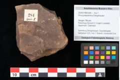 Foto (Objekt + Etikett) von Alnus julianiformis (Sternberg) Z.Kvacek et Holy (NHMW-GEO-2024-0188-0284)